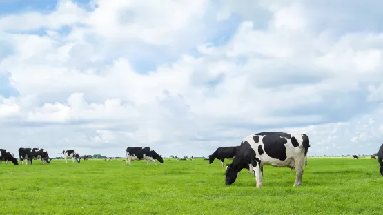 Grazing Cows