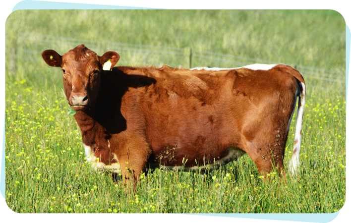 Milking Shorthorn